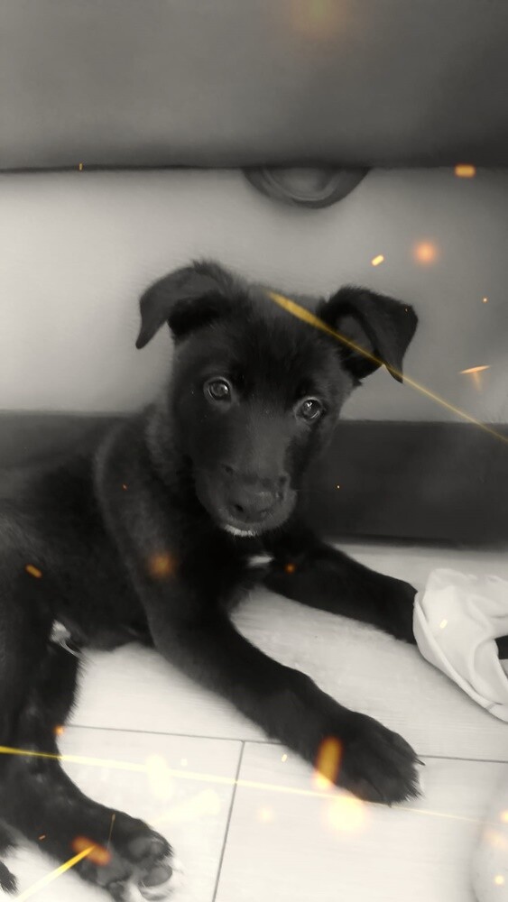 26 sierpnia świętowaliśmy Międzynarodowy Dzień Psa. Oto pupile naszych Czytelników.