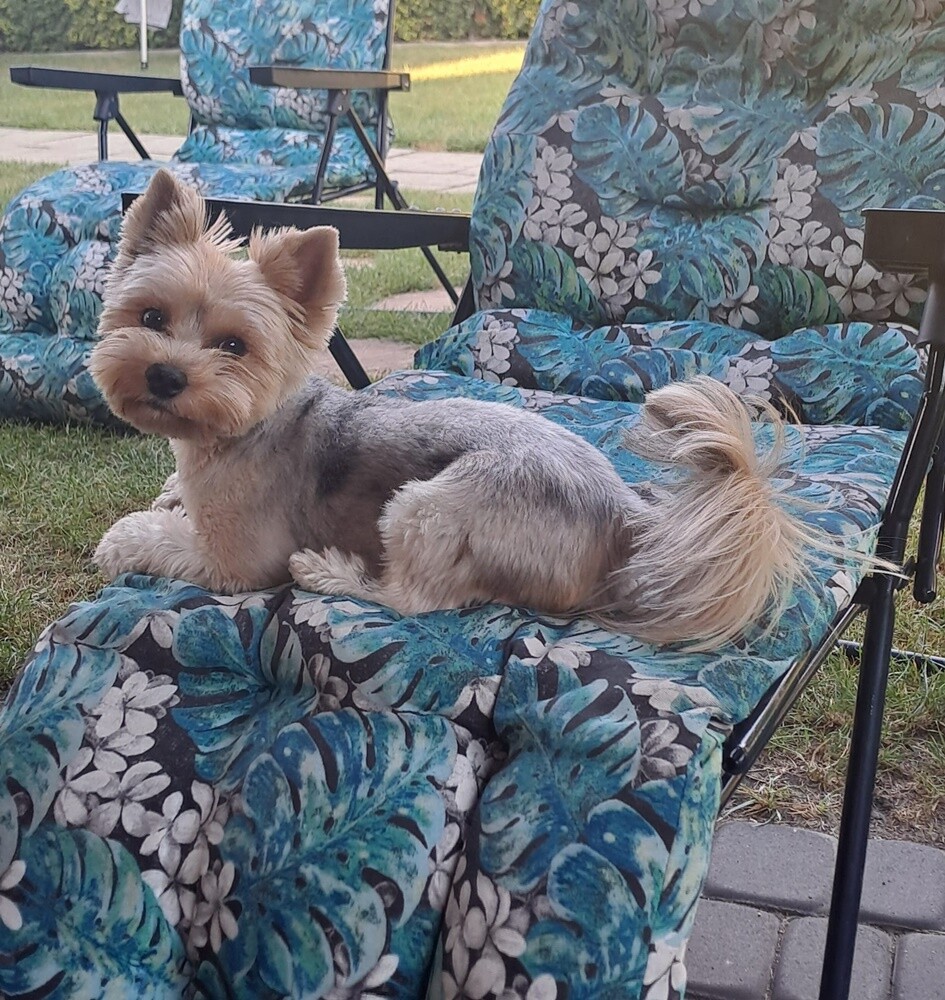 26 sierpnia świętowaliśmy Międzynarodowy Dzień Psa. Oto pupile naszych Czytelników.