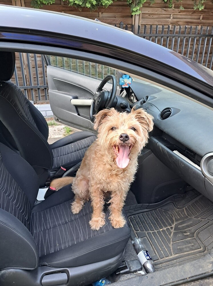 26 sierpnia świętowaliśmy Międzynarodowy Dzień Psa. Oto pupile naszych Czytelników.