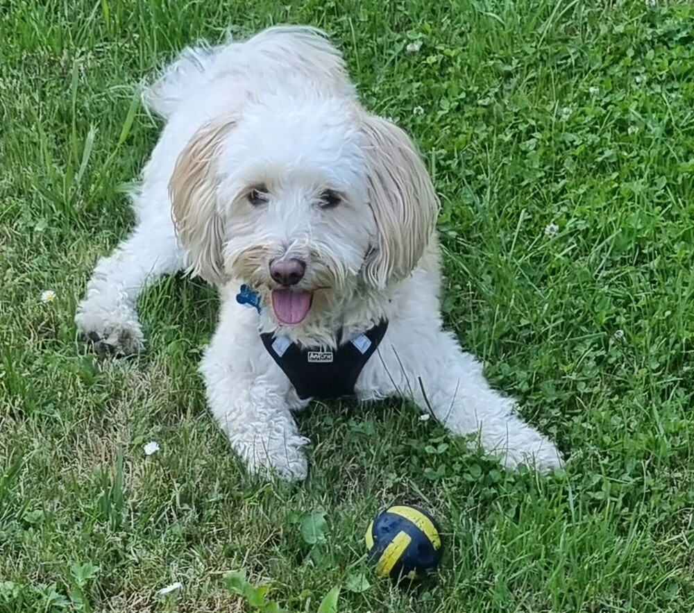 26 sierpnia świętowaliśmy Międzynarodowy Dzień Psa. Oto pupile naszych Czytelników.