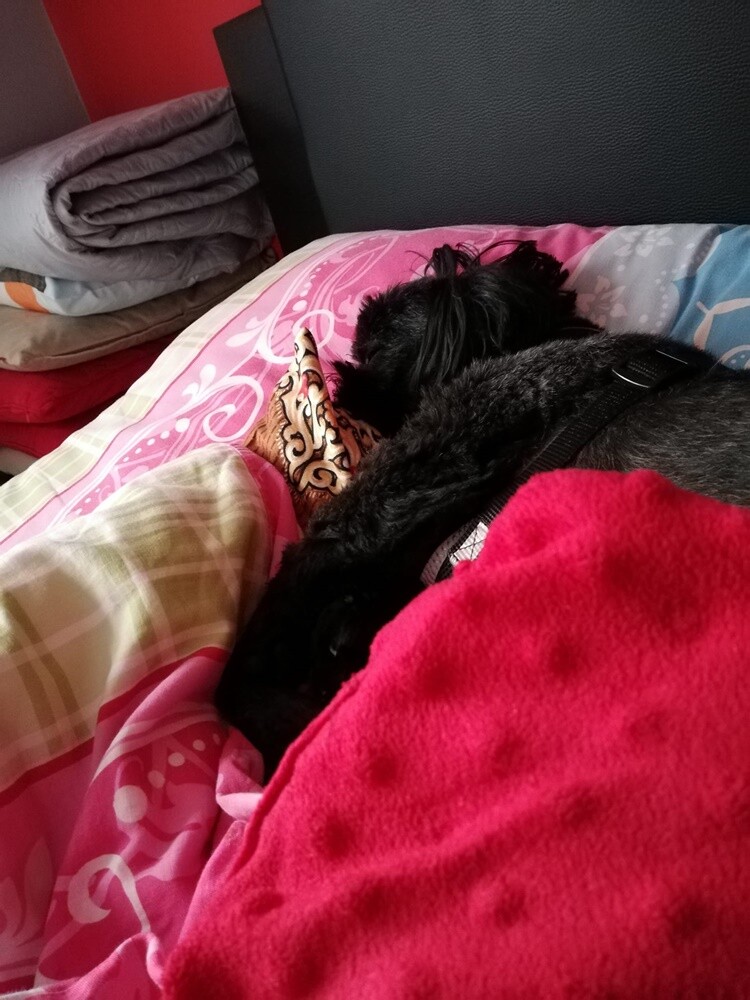 26 sierpnia świętowaliśmy Międzynarodowy Dzień Psa. Oto pupile naszych Czytelników.