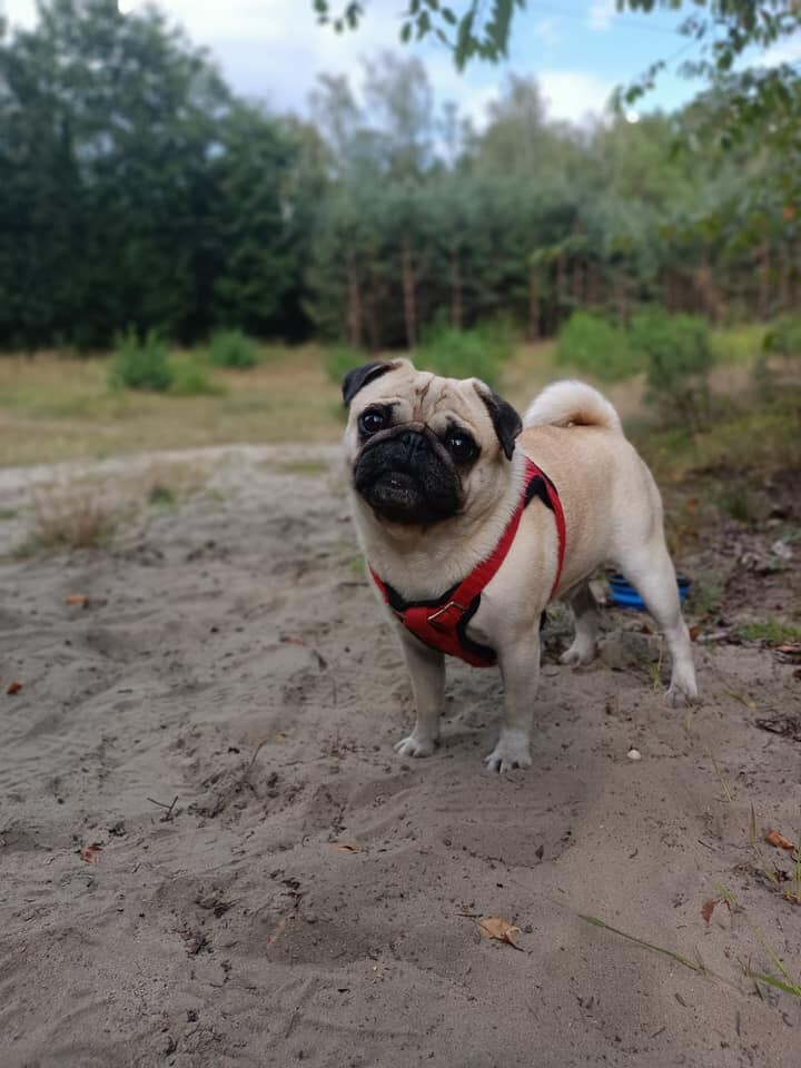 26 sierpnia świętowaliśmy Międzynarodowy Dzień Psa. Oto pupile naszych Czytelników.