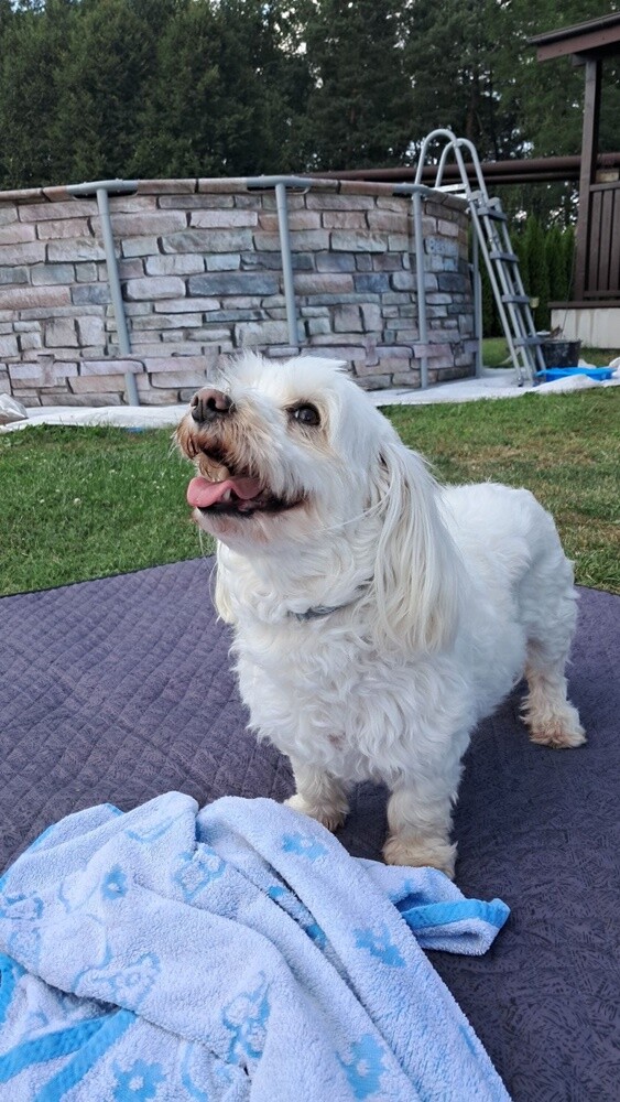 26 sierpnia świętowaliśmy Międzynarodowy Dzień Psa. Oto pupile naszych Czytelników.