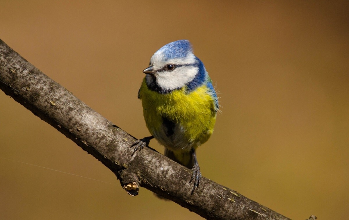 Marek Faber ma 15 lat i niezwykłą pasję! Od niespełna 3 lat interesuje się ornitologią i fotografią. / fot. Marek Faber