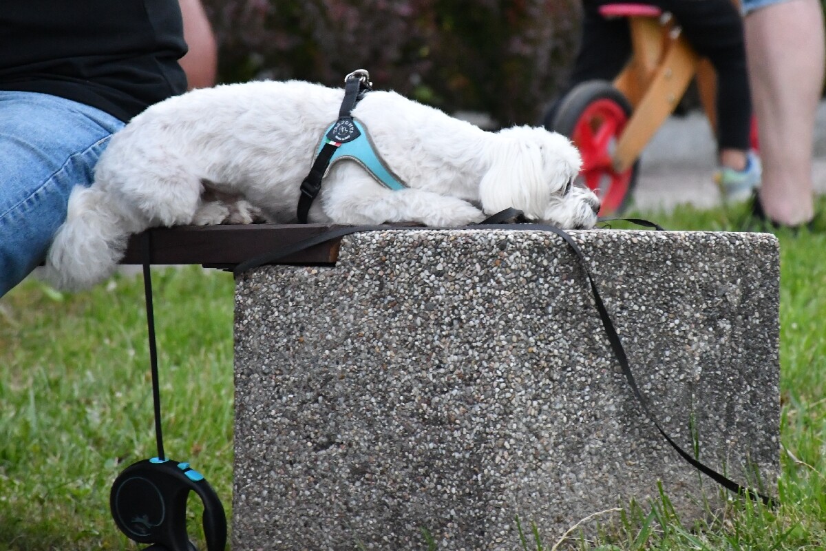 Noc Świętojańska w Rudzie Śląskiej. / fot. Jacek Knapik