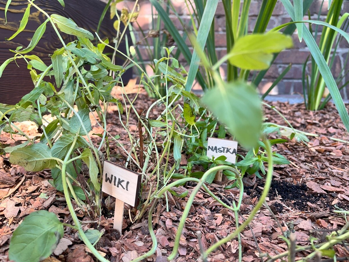 Ogród deszczowy w Zespole Szkół nr 7 w Rudzie Śląskiej. / fot. ZS nr 7