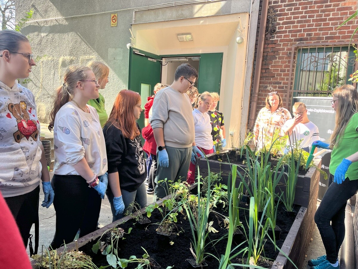 Ogród deszczowy w Zespole Szkół nr 7 w Rudzie Śląskiej. / fot. ZS nr 7