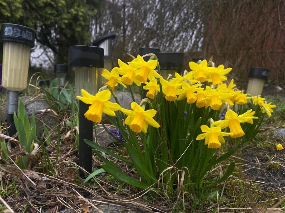 Pierwsze oznaki wiosny. / fot. Czytelnicy