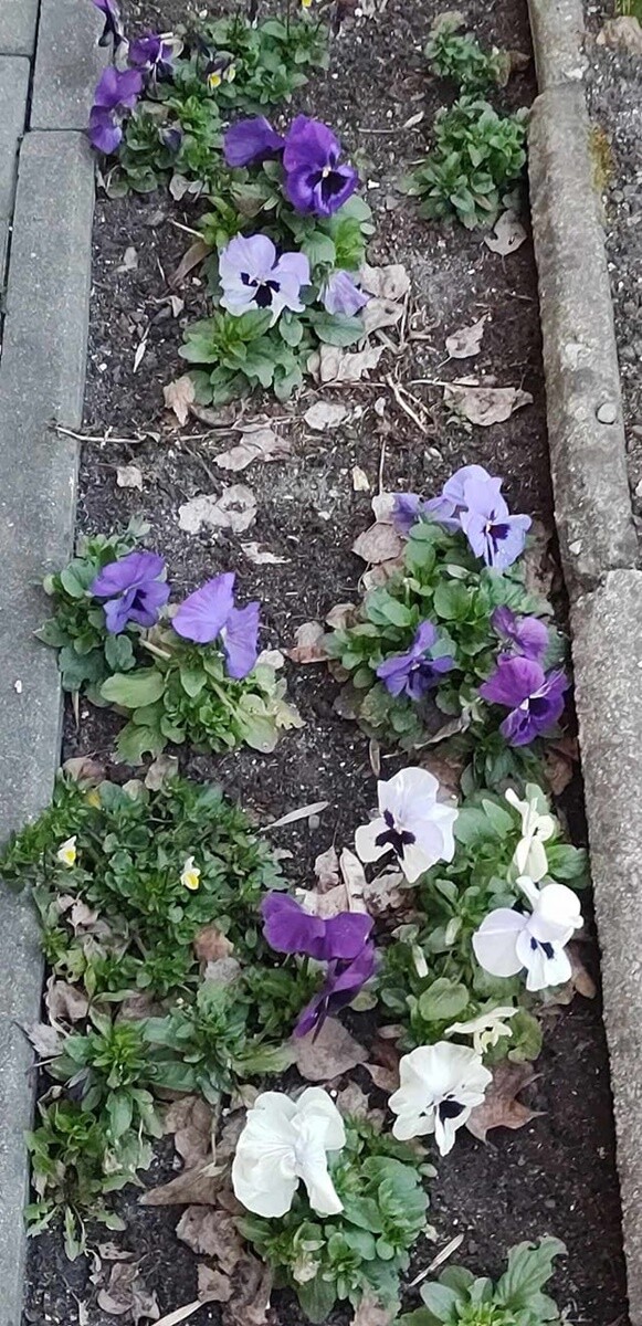 Pierwsze oznaki wiosny. / fot. Czytelnicy