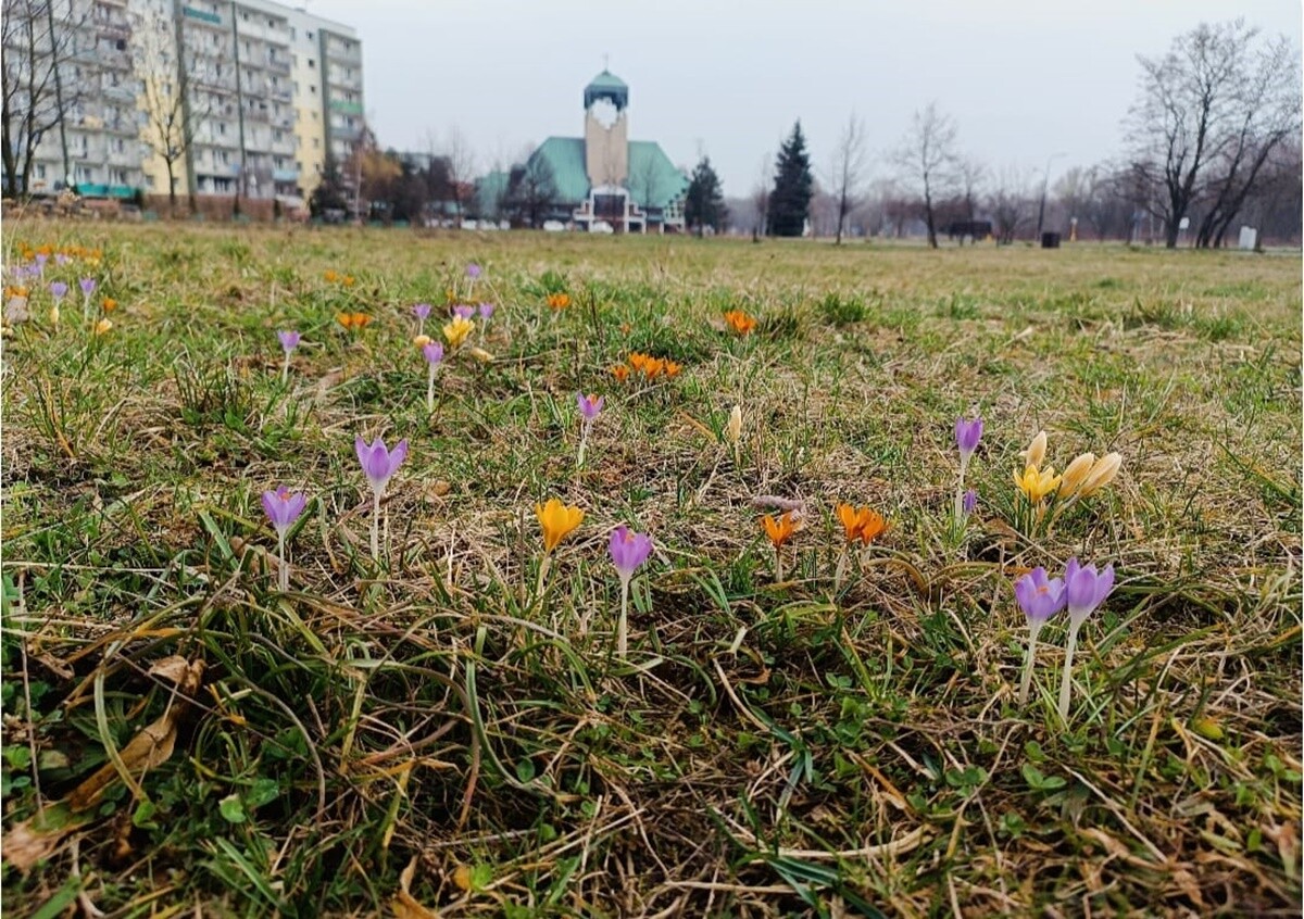 Pierwsze oznaki wiosny. / fot. Czytelnicy