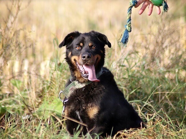 Pomóżmy Alexowi stanąć na cztery łapy!