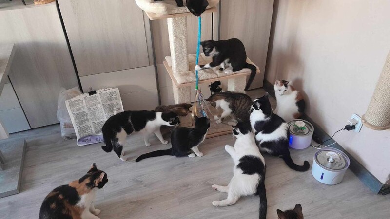 Pomóżmy pani Aleksandrze ratować bezdomne koty!