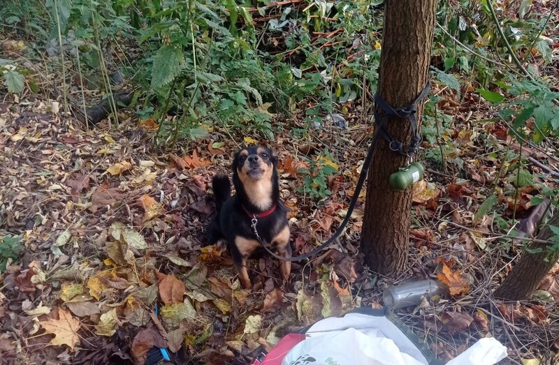 Poznajesz tego psiaka? Trwają poszukiwania właściciela, który porzucił go w lesie