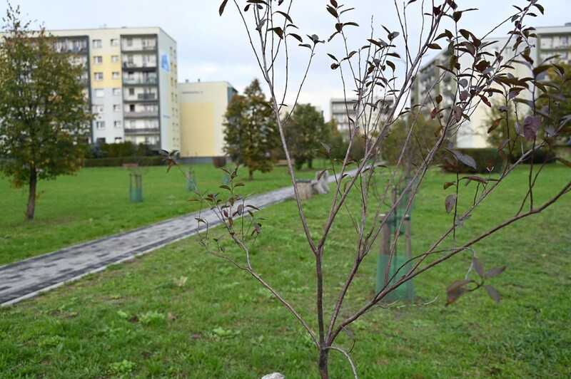 Prezydent Pierończyk zapowiada nasadzenie ponad 600 drzew do końca listopada