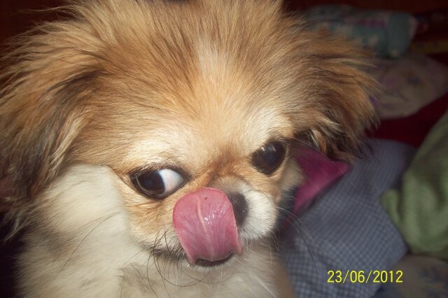 Procesja Bożego Ciała w świetochłowickich Lipinach: 20 czerwca, po uroczystej mszy świętej odprawionej w kościele św. Augustyna ulicami Lipin przeszła barwna procesja Bożego Ciała. Wzięły w niej udział prawdziwe tłumy! Tutejsza uroczystość ma wyjątkowy charakter, ponieważ mieszkańcy ubierają się w tradycyjne stroje regionalne.