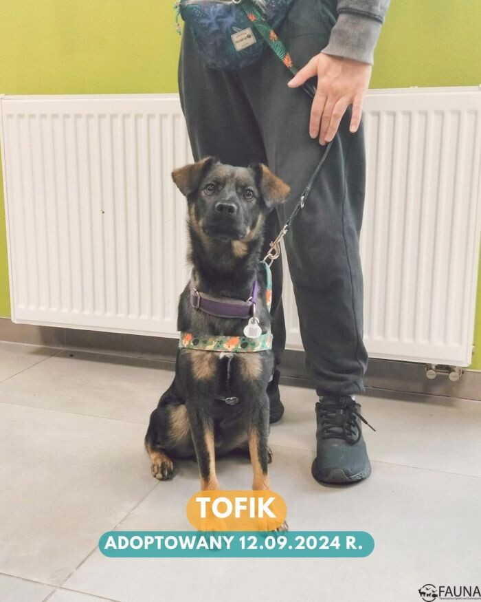 Rekordowy tydzień adopcji w Faunie!/fot. TOZ Fauna