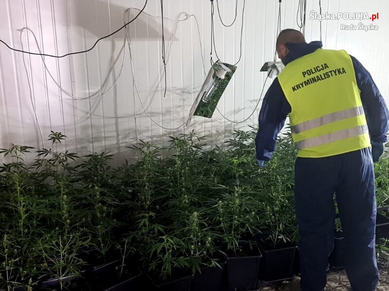 Ruda Śląska: Ogromna plantacja marihuany. Zabezpieczono prawie 400 krzaków konopi