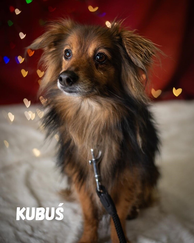 Schroniskowe zwierzaki polecają się do adopcji. / fot. Katarzyna Łukaszewska