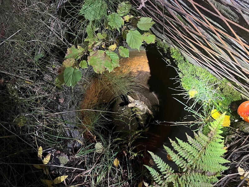 Strażacy z Rudy Śląskiej uratowali sarnę uwięzioną w studni