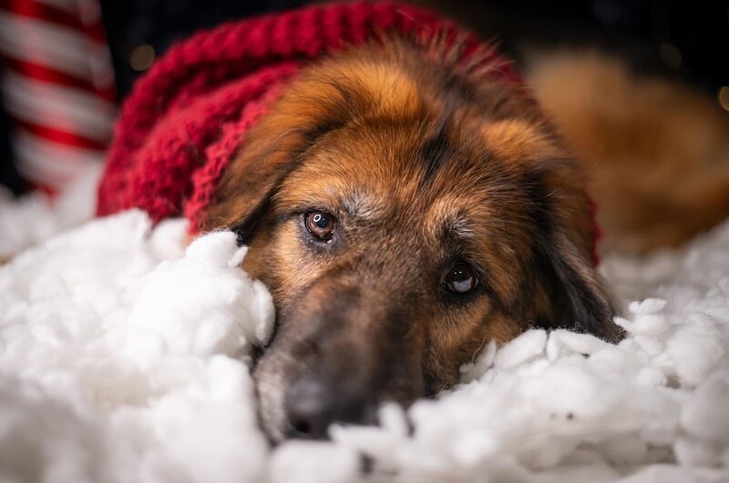 Świąteczny kiermasz w Schronisku dla Zwierząt w Rudzie Śląskiej