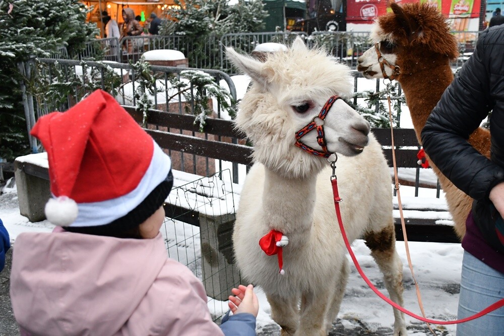 Wawel Truck i Świąteczny Konwój Radia Zet w Rudzie Śląskiej. / fot. Jacek Knapik