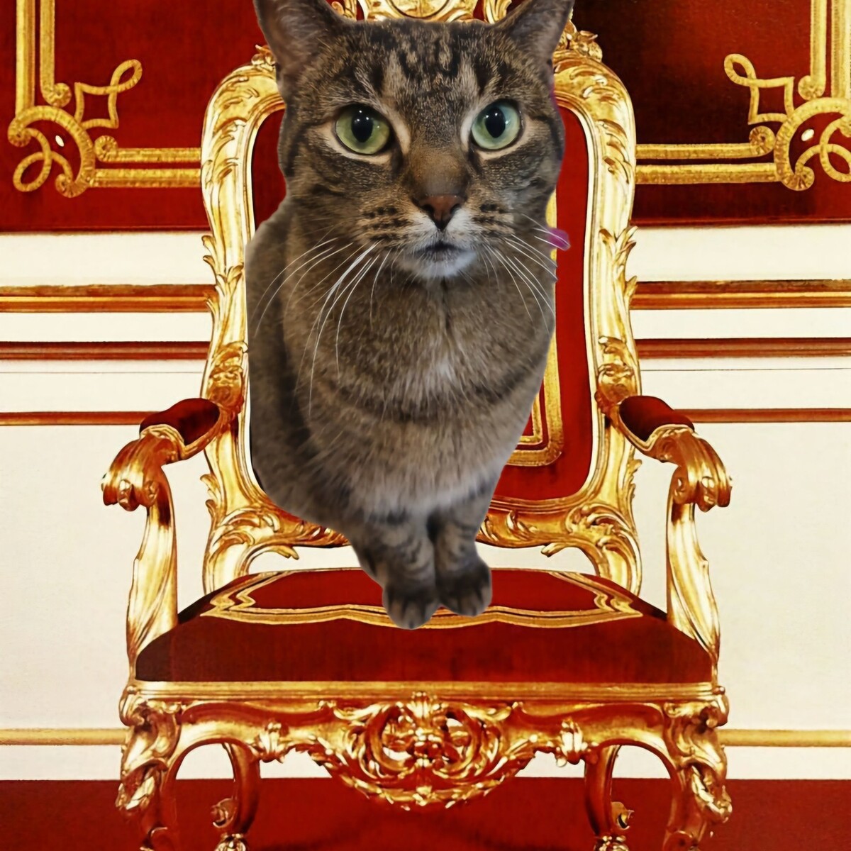 Światowy Dzień Kota. / fot. Czytelnicy