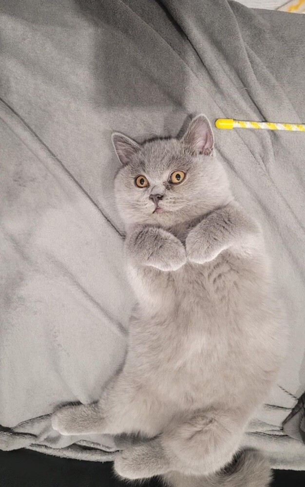 Światowy Dzień Kota. / fot. Czytelnicy