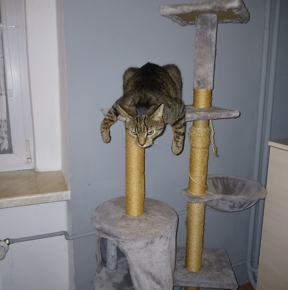 Światowy Dzień Kota. / fot. Czytelnicy