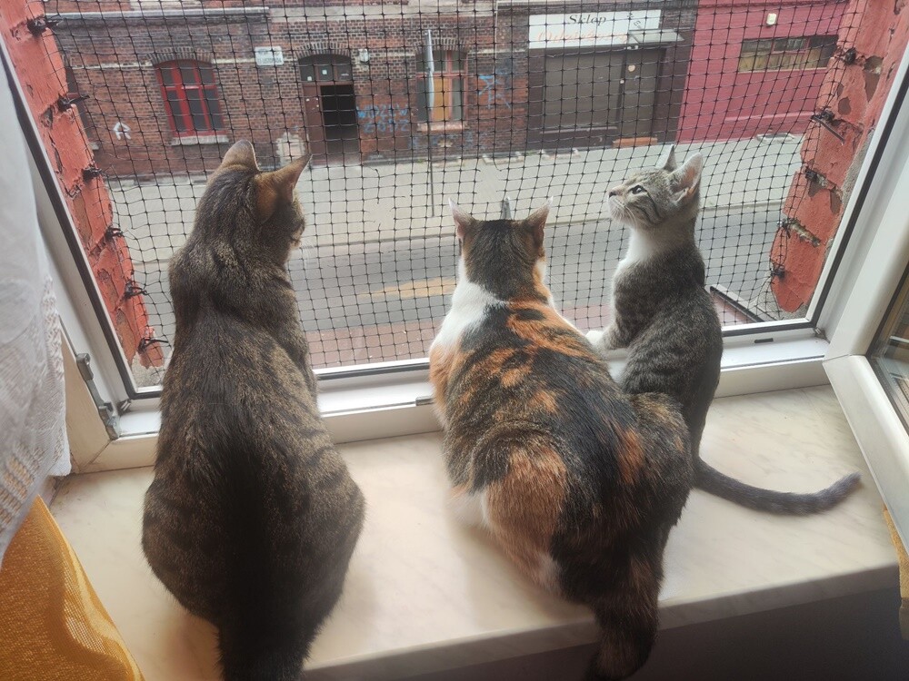 Światowy Dzień Kota. / fot. Czytelnicy