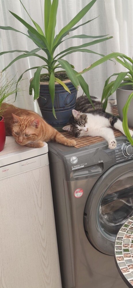 Światowy Dzień Kota. / fot. Czytelnicy