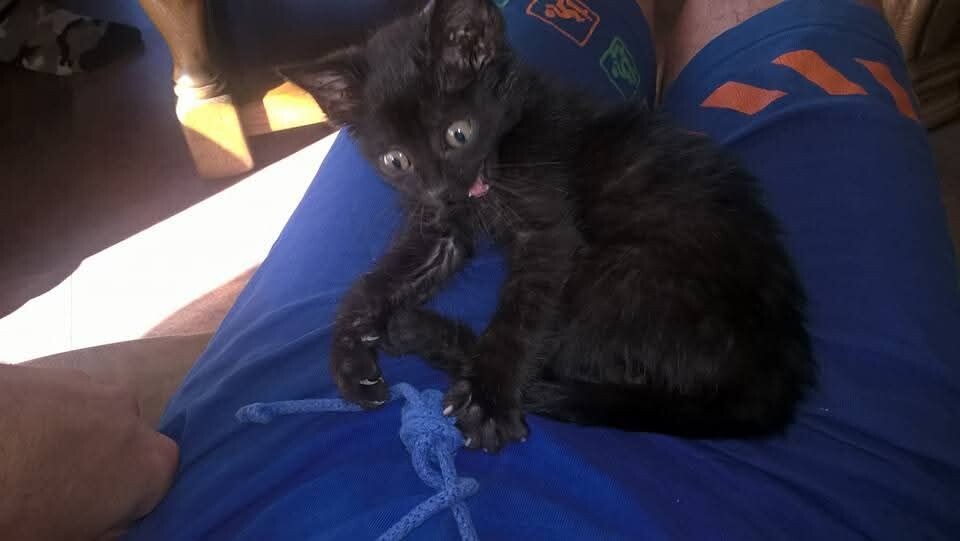 Światowy Dzień Kota. / fot. Czytelnicy