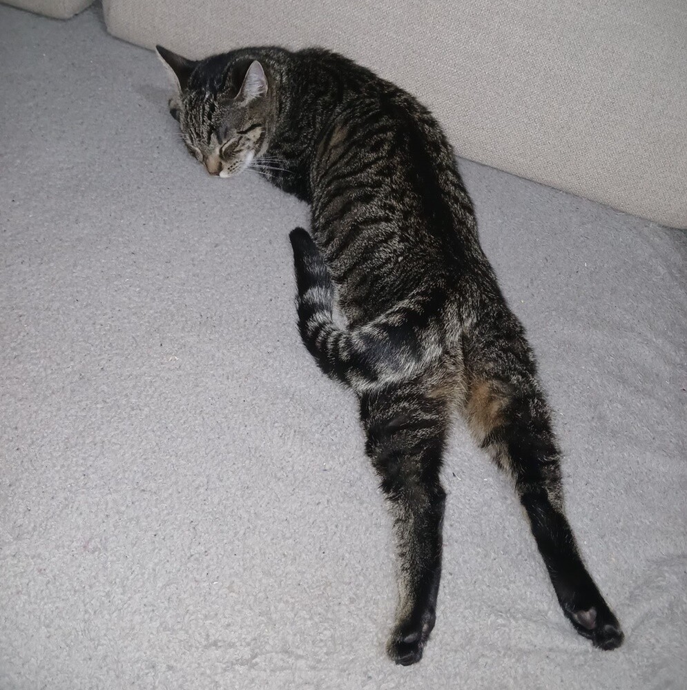 Światowy Dzień Kota. / fot. Czytelnicy