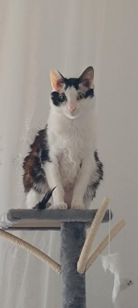 Światowy Dzień Kota. / fot. Czytelnicy