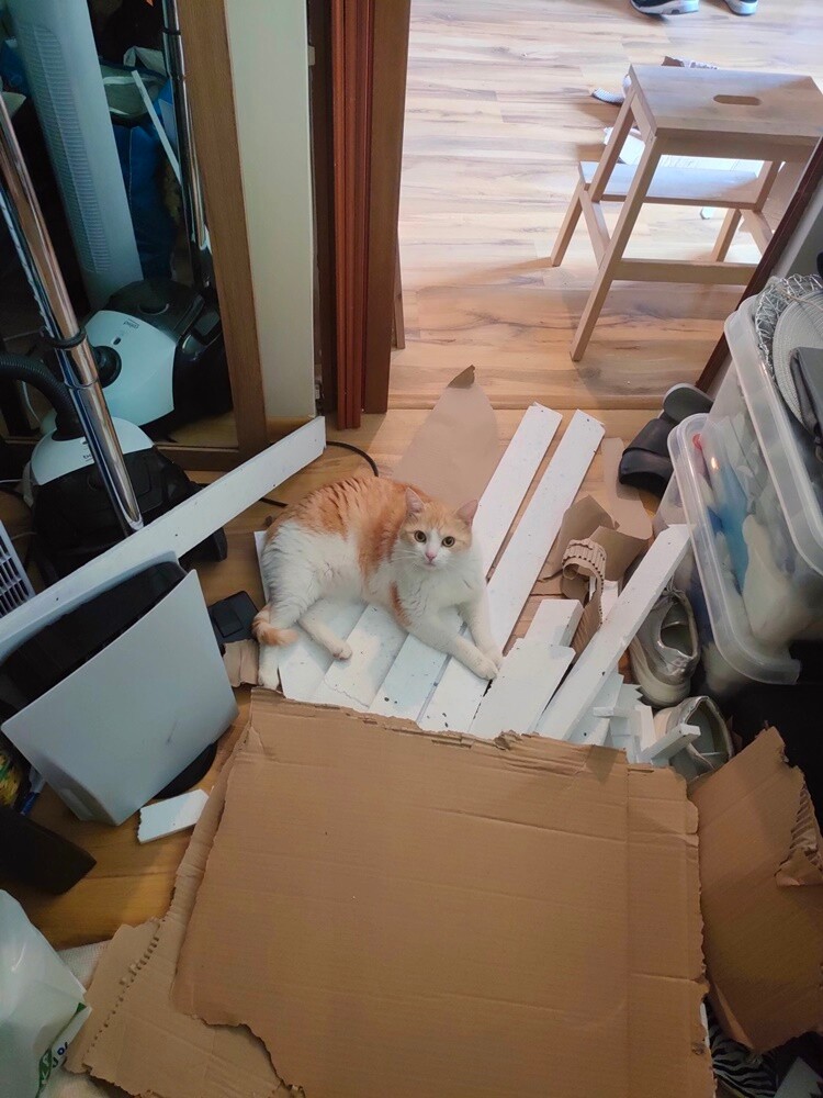 Światowy Dzień Kota. / fot. Czytelnicy