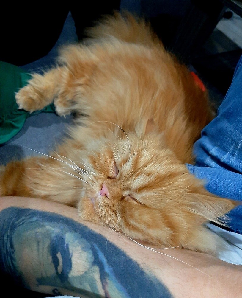 Światowy Dzień Kota. / fot. Czytelnicy