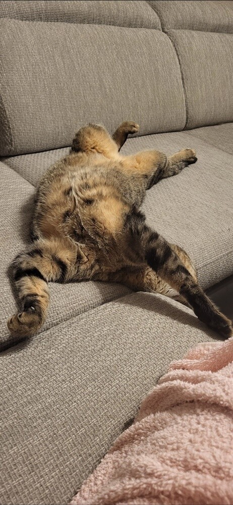 Światowy Dzień Kota. / fot. Czytelnicy