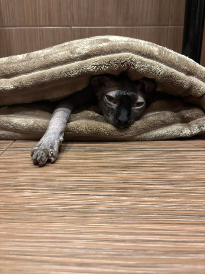 Światowy Dzień Kota. / fot. Czytelnicy