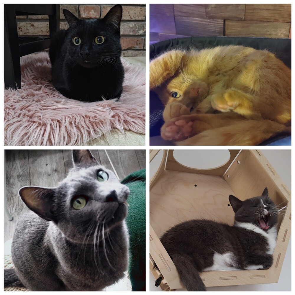 Światowy Dzień Kota. / fot. Czytelnicy