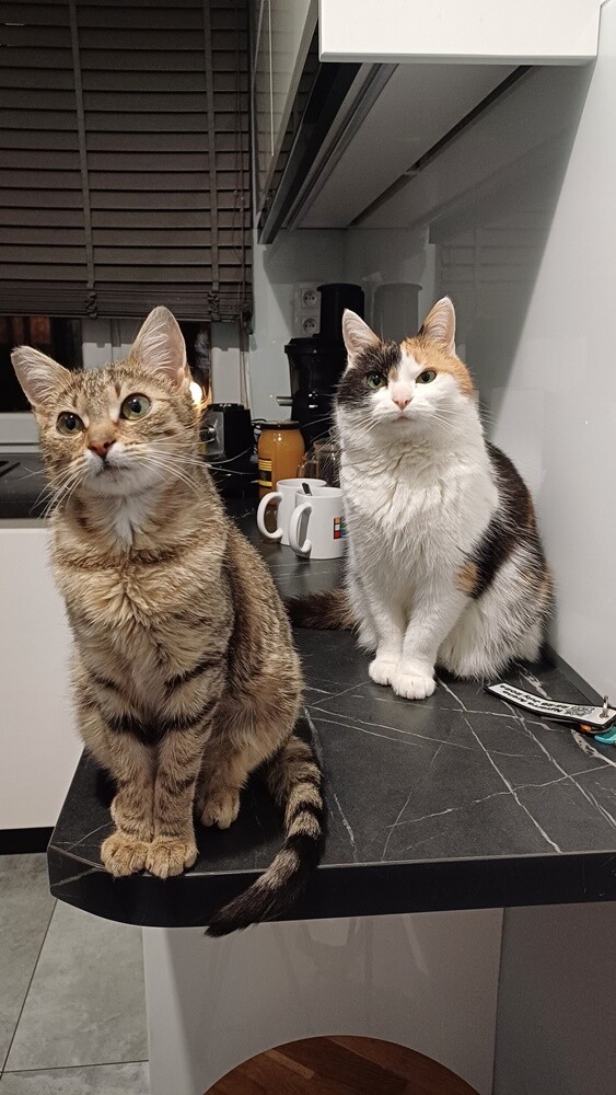 Światowy Dzień Kota. / fot. Czytelnicy