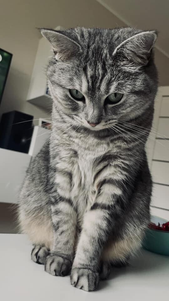 Światowy Dzień Kota. / fot. Czytelnicy