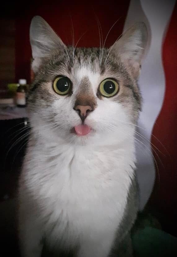 Światowy Dzień Kota. / fot. Czytelnicy