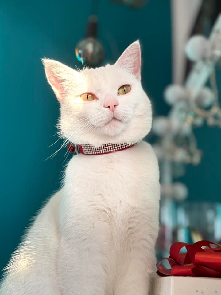 Światowy Dzień Kota. / fot. Czytelnicy