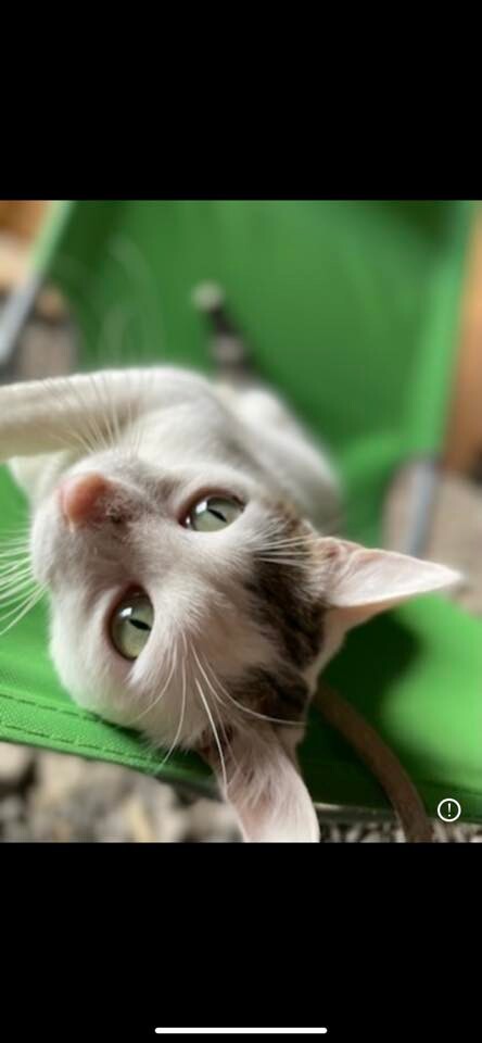 Światowy Dzień Kota. / fot. Czytelnicy