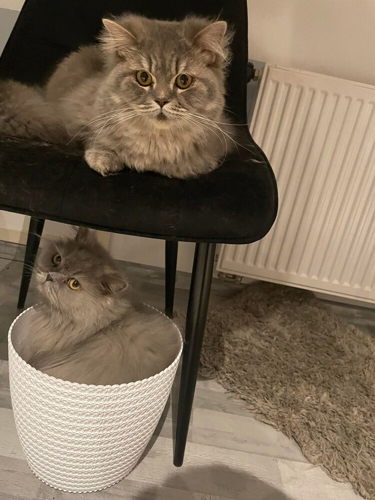 Światowy Dzień Kota. / fot. Czytelnicy