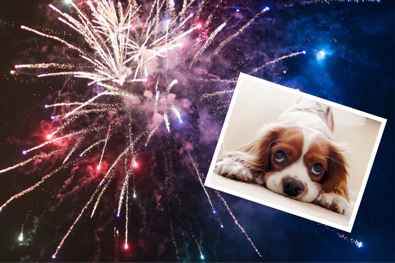 Sylwester zbliża się wielkimi krokami. Jak pomóc naszym zwierzakom go przetrwać?