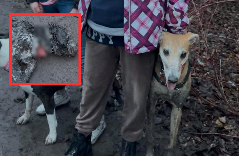 Tragiczny incydent z udziałem chartów w dzielnicy Ruda. Kundelek nie przeżył konfrontacji