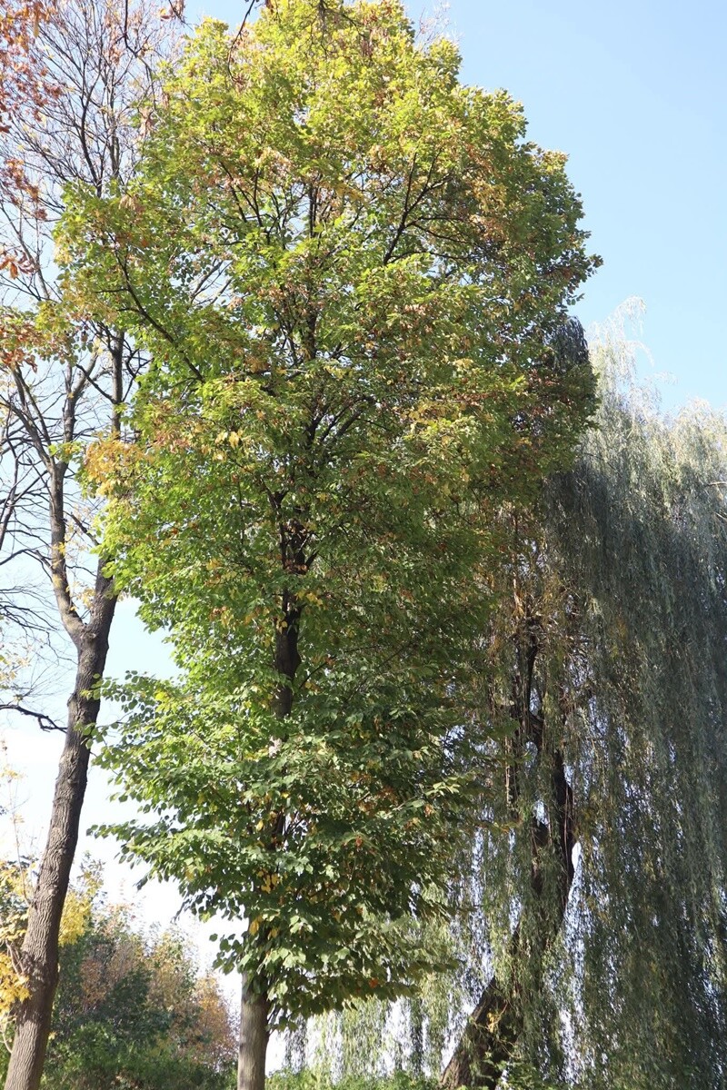 Ulica Sobieskiego w Rudzie.