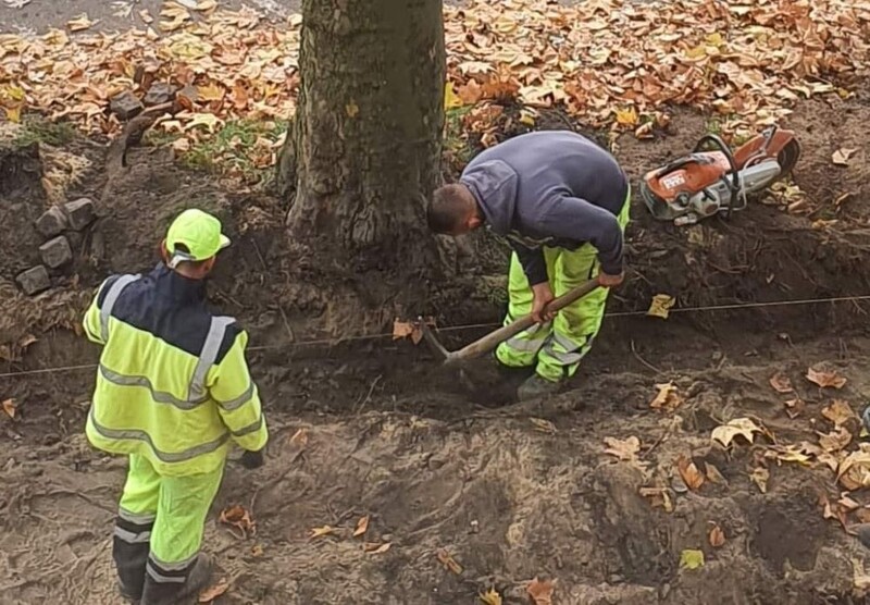 Walka o drzewa nic nie dała. Remont chodnika na ulicy Mickiewicza może je uszkodzić
