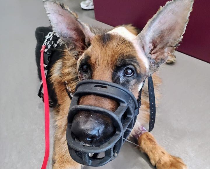 Wesprzyj psa Uziego w walce o zdrowie