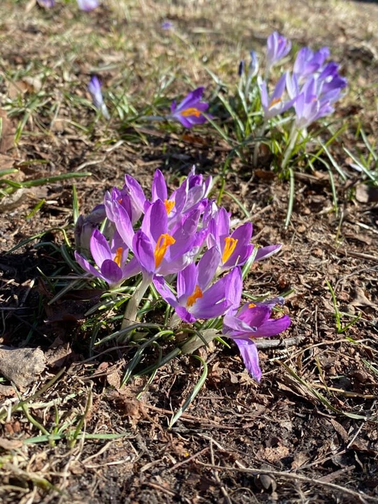 21 marca to pierwszy dzień kalendarzowej wiosny. Ta już na dobre zadomowiła się w Rudzie Śląskiej. Zobaczcie zdjęcia naszych czytelników!

zdjęcia czytelników